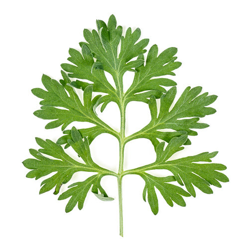 korean wormwood leaf