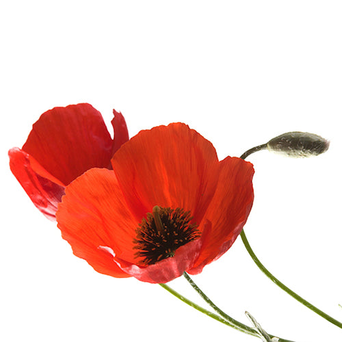 red poppy