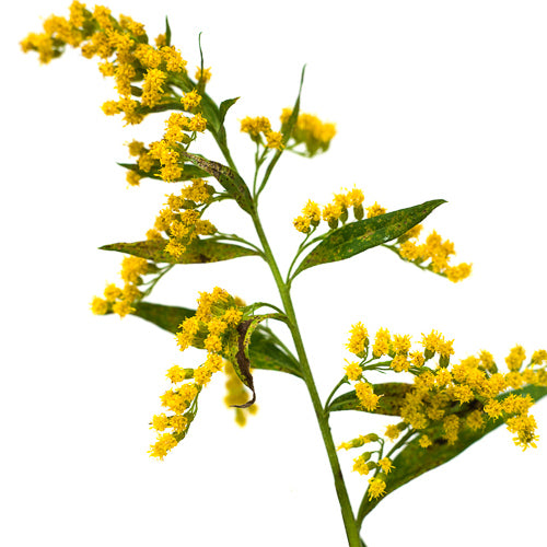 goldenrod