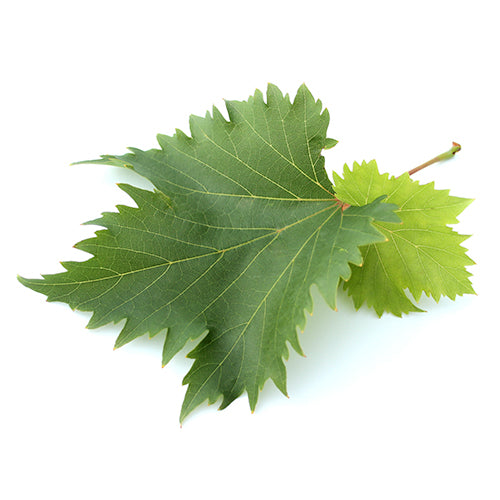 grape leaf