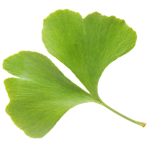 ginkgo biloba leaf