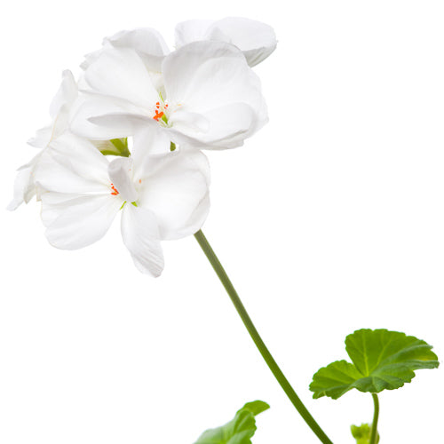 pelargonium graveolens stem leaf oil