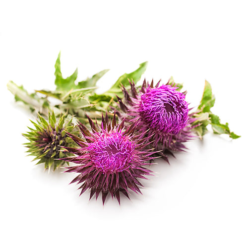 milk thistle