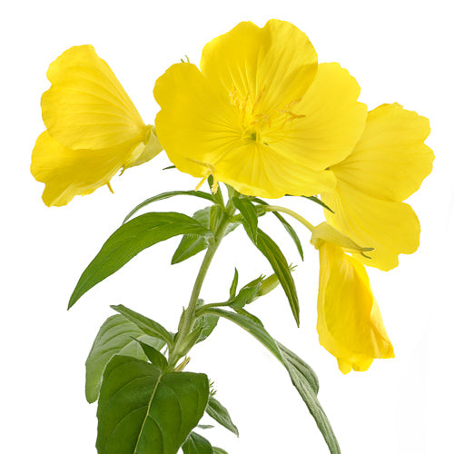 evening primrose