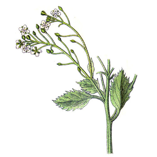 crambe abyssinica oil