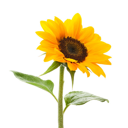 sunflower oil